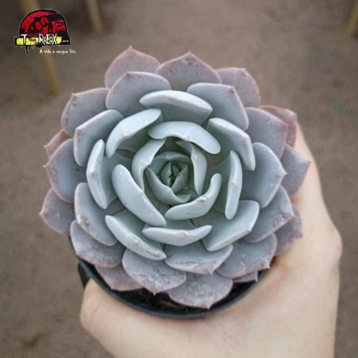 comprar suculenta  echeveria diva