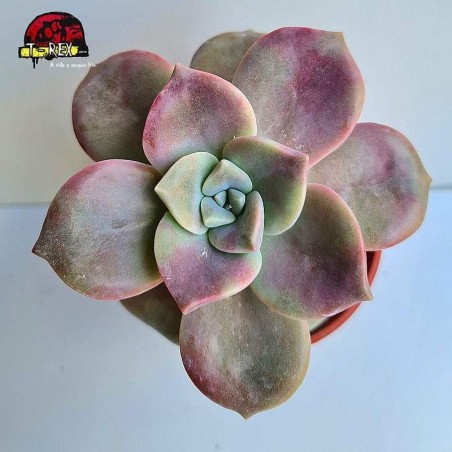 comprar muda de planta suculenta echeveria snow white