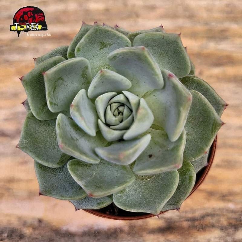 comprar planta suculenta echeveria sara hime botan