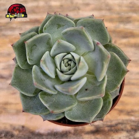 comprar planta suculenta echeveria sara hime botan