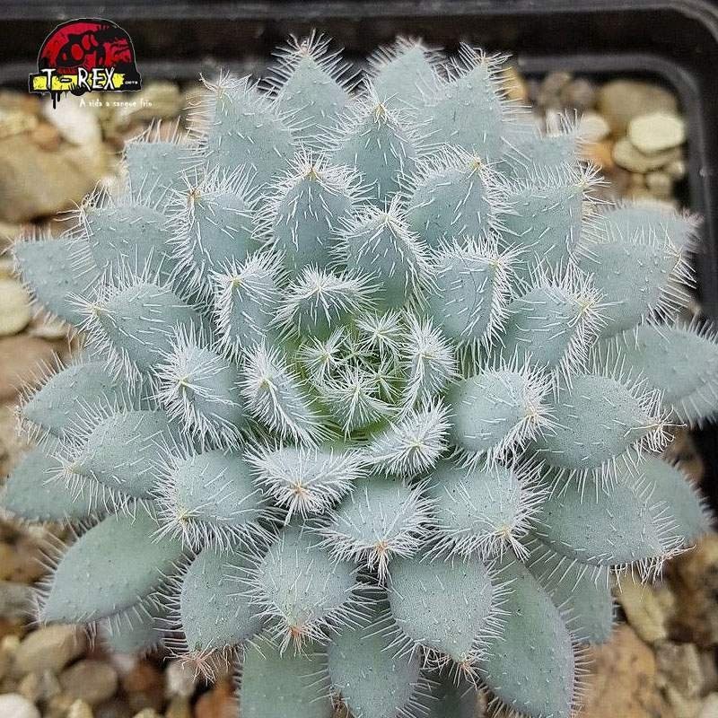 comprar suculenta echeveria setosa var minor