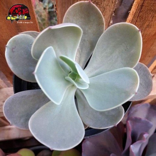 comprar planta suculenta  echeveria gibbiflora peruvian rose