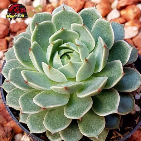 compra suculenta echeveria ben badis
