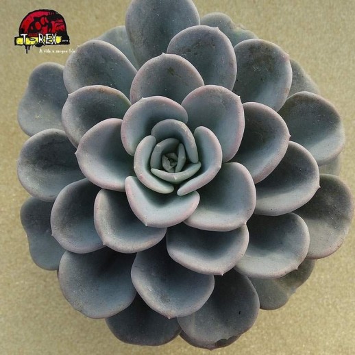 comprar suculenta echeveria port