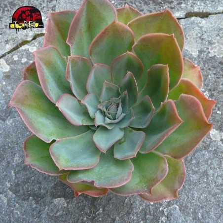 comprar suculenta echeveria susan