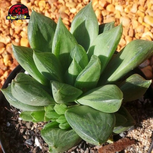comprar planta  suculenta cymbiformis