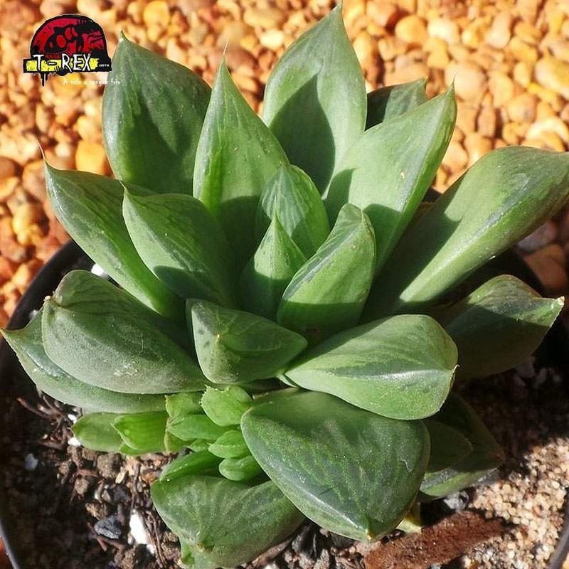 comprar planta  suculenta cymbiformis