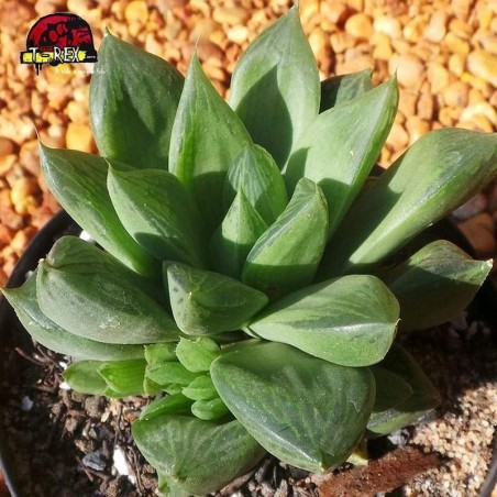 comprar planta  suculenta cymbiformis