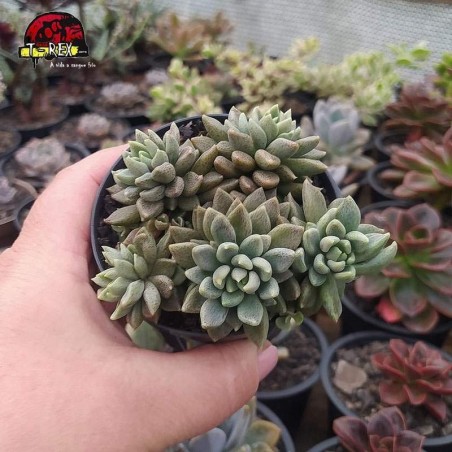 comprar suculenta sinocrassula desinrossulata