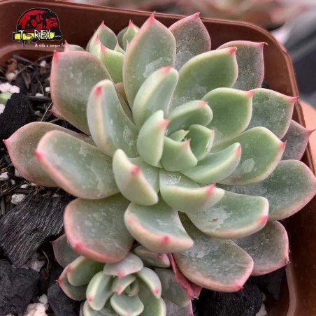 comprar planta suculenta echeveria sitikufumiama