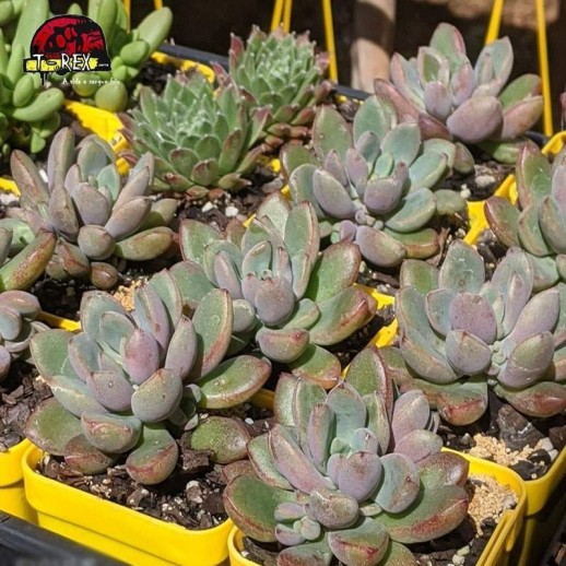 comprar muda de planta suculenta graptoveria purple dreams
