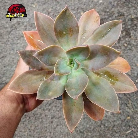 comprar suculenta graotoveria fred ives