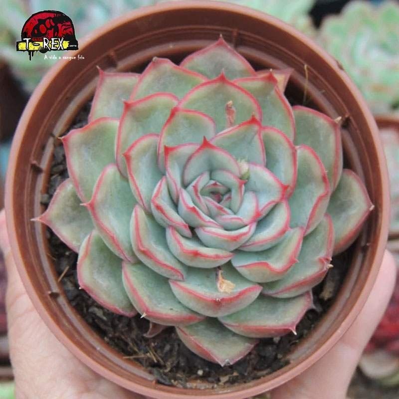 comprar muda de suculenta beneothine