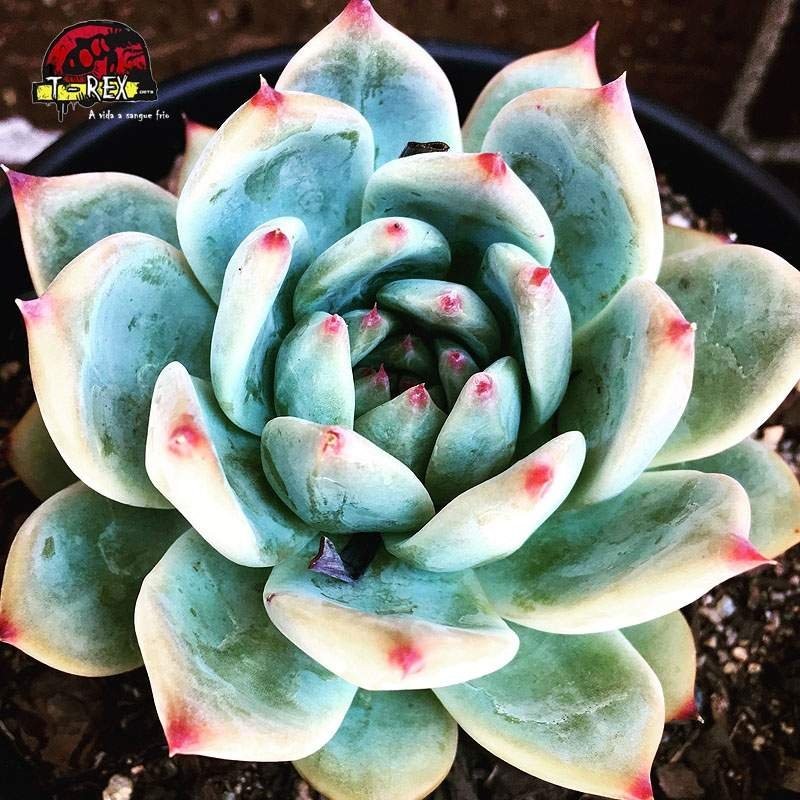 comprar suculenta  echeveria parva x lindsayana