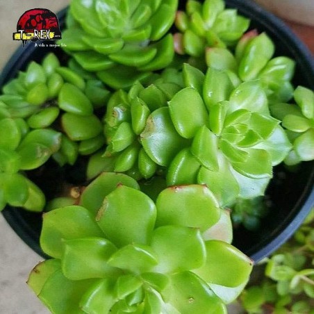 comprar suculenta sedeveria letiza