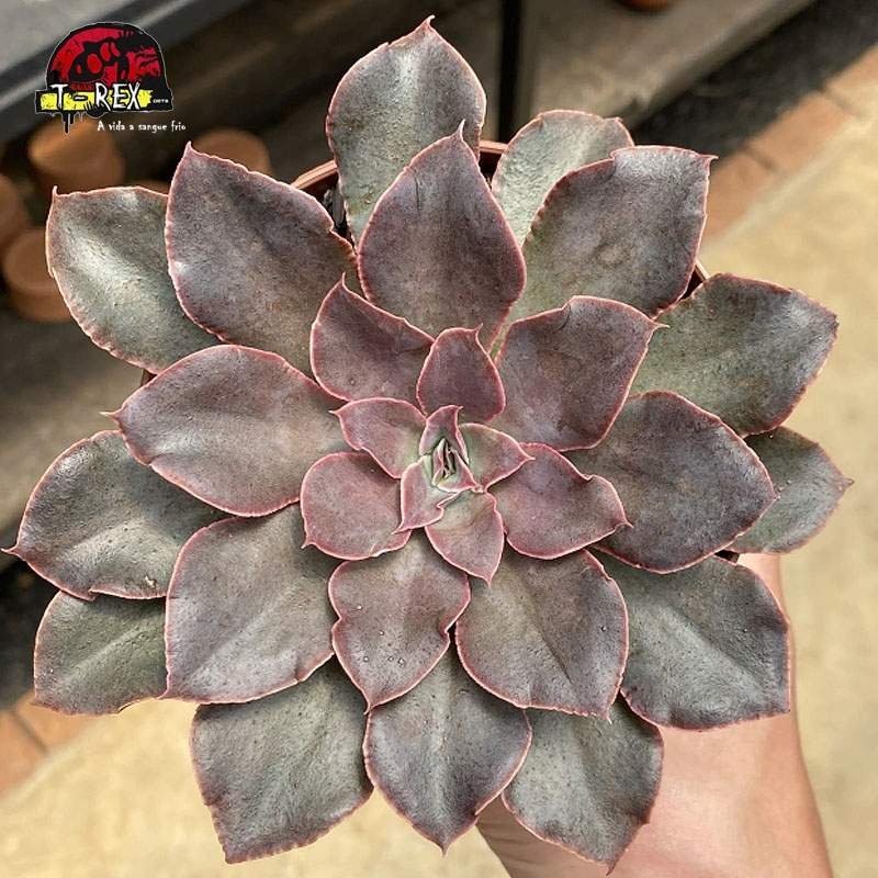 comprar planta  suculenta echeveria leopoldina