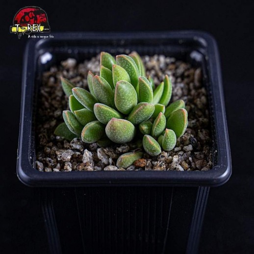 Planta suculenta CRASSULA...