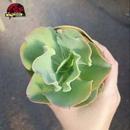 comprar planta suculenta echeveria gibbiflora beach waves