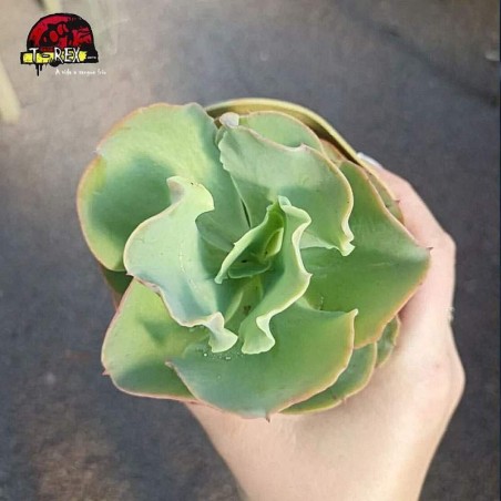 comprar planta suculenta echeveria gibbiflora beach waves