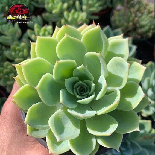 comprar suculenta echeveria pansy