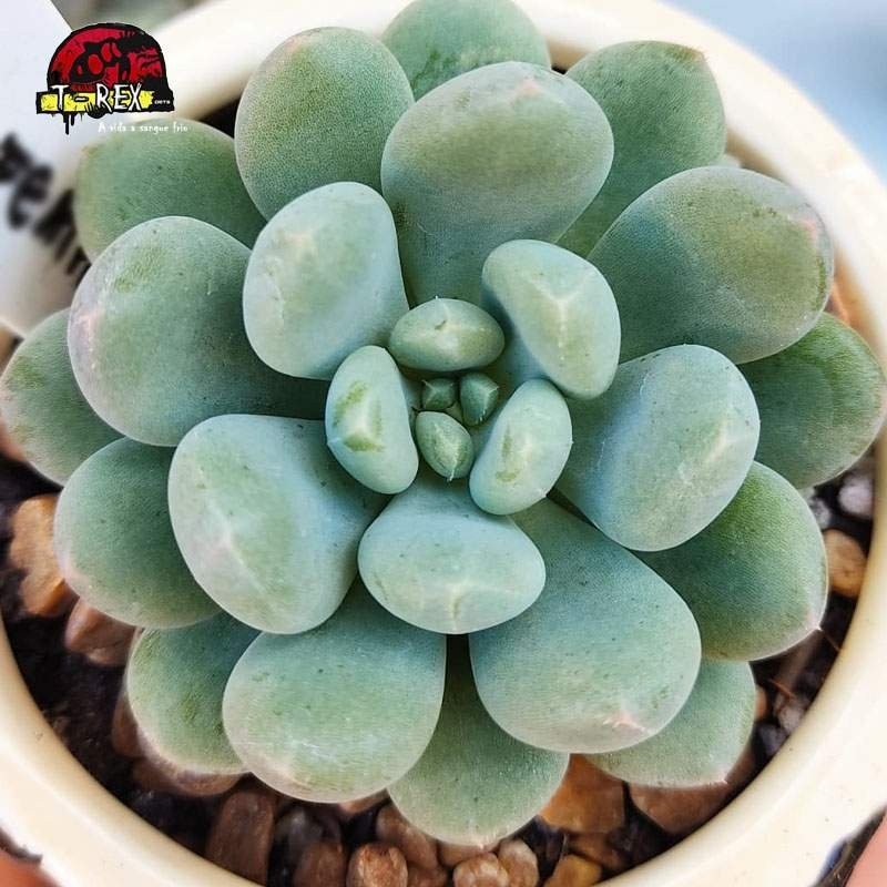 suculenta echeveria blue feather