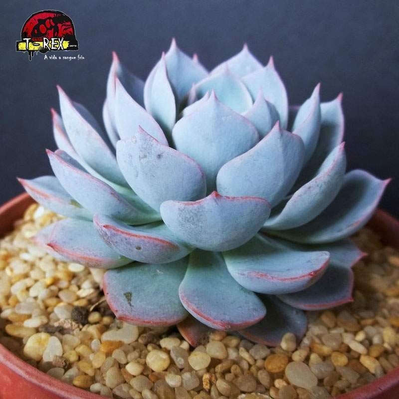 comprar suculenta echeveria x subsessilis