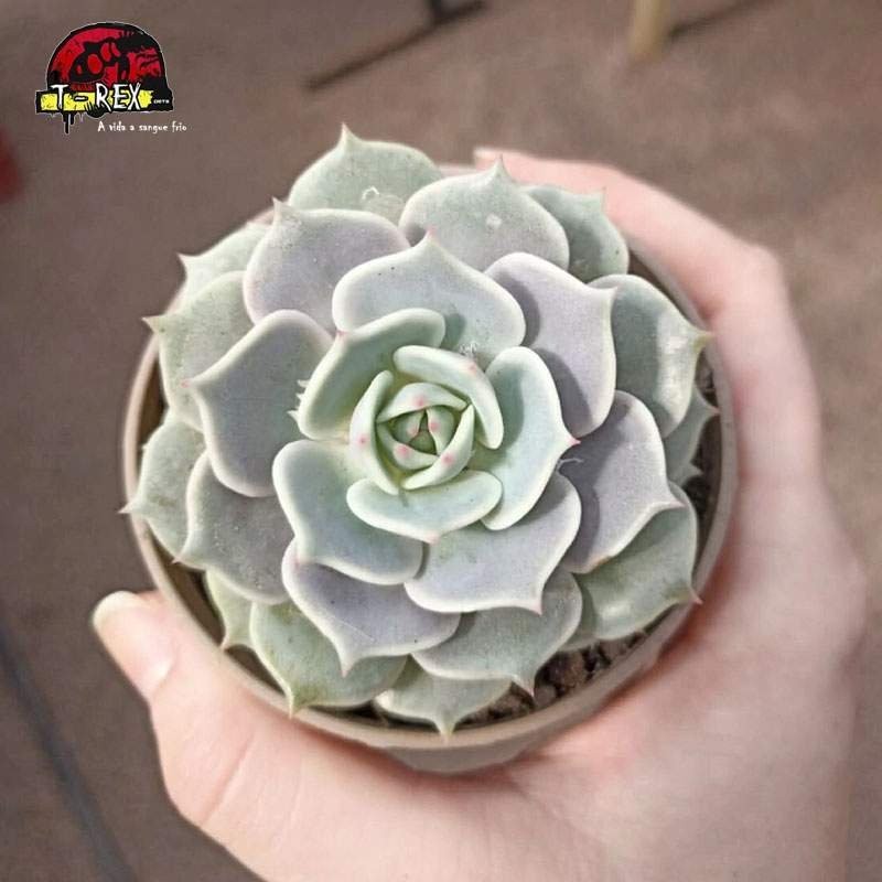 comprar suculenta echeveria lola