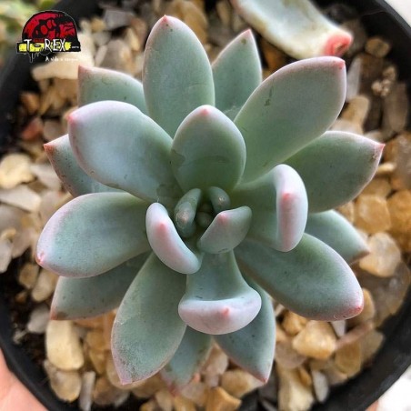 comprar suculenta pachyveria powder puff