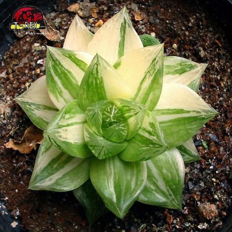 comprar suculenta haworthia  cymbiformis variegata