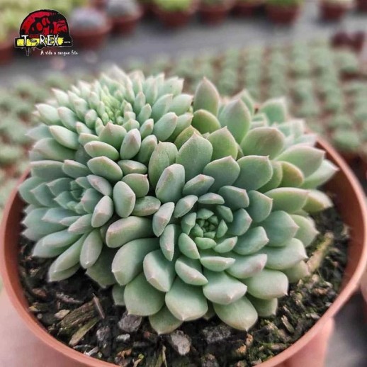 comprar planta suculenta echeveria crissy n'ryan