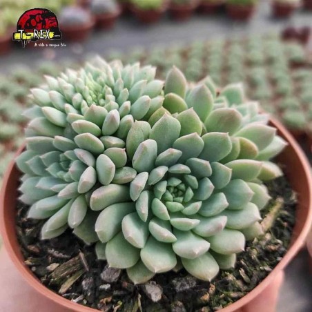 comprar planta suculenta echeveria crissy n'ryan