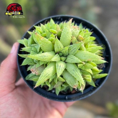 comprar suculenta haworthia turgida variação