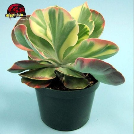 comprar suculenta kalanchoe fantastic
