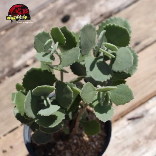 comprar suculenta kalanchoe milotti