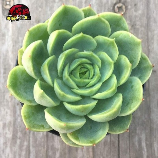 comprar suculents echeveria lime n' chile