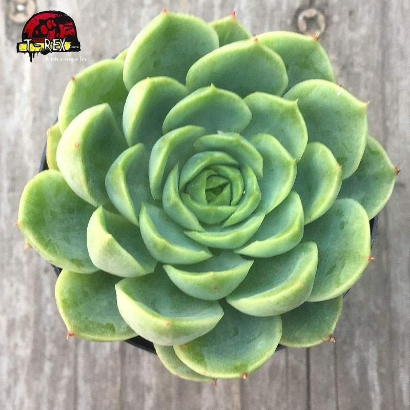 comprar suculents echeveria lime n' chile