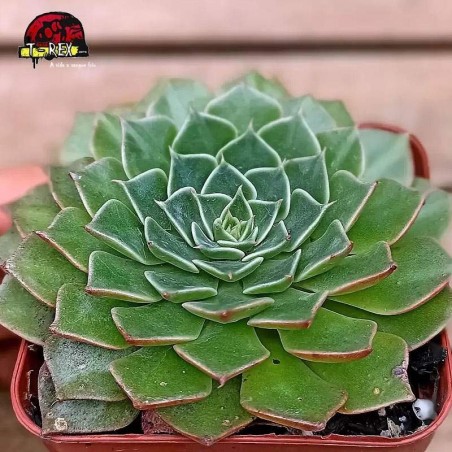 comprar planta suculenta graptoveria bellum