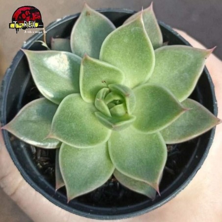comprar suculenta echveria lady's choice