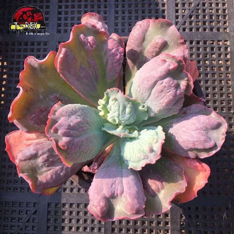 comprar planta suculenta rara