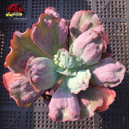 comprar planta suculenta rara