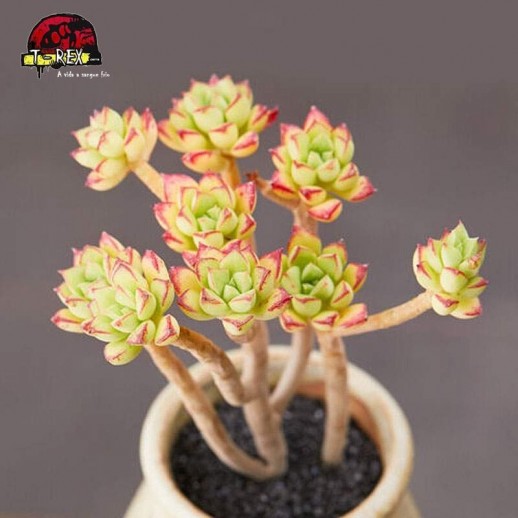 Muda de Planta Suculenta...