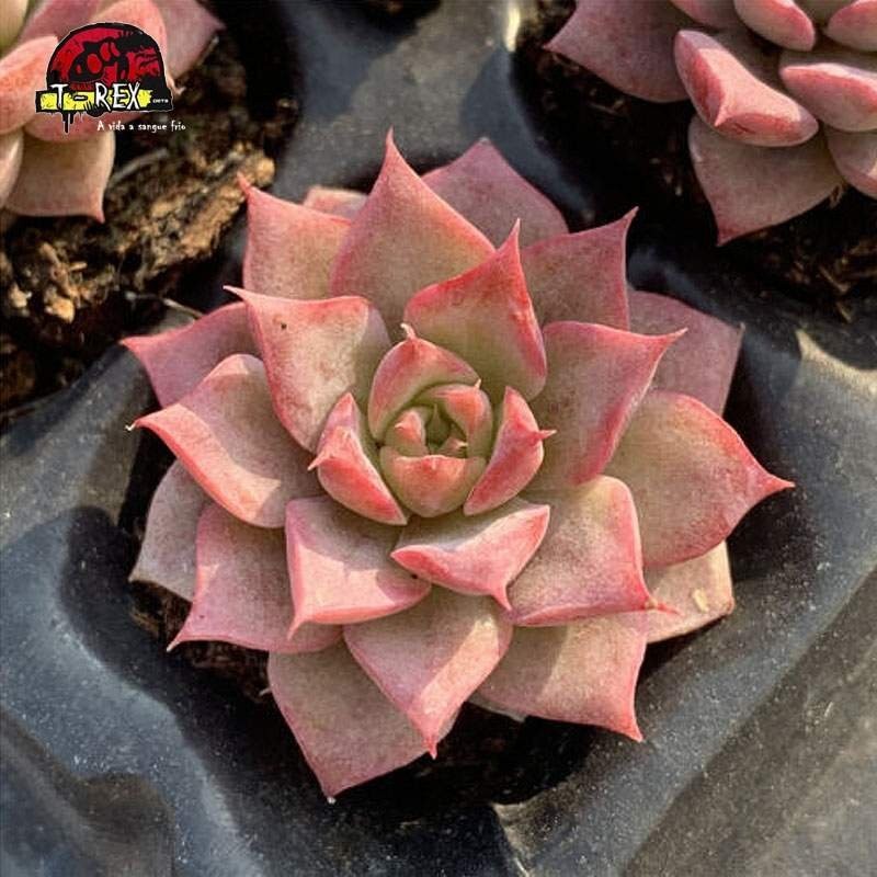 comprar suculenta rara