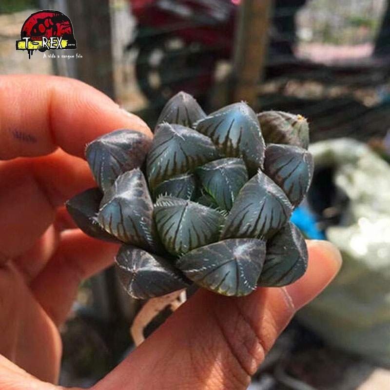 comprar muda de planta suculenta exotica