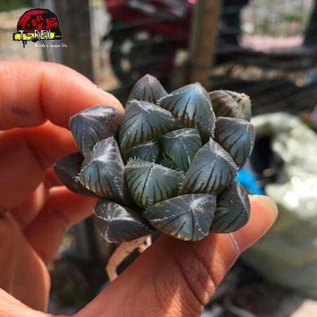 comprar muda de planta suculenta exotica