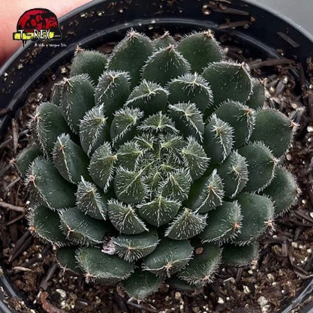 comprar suculenta ecehveria scorpion