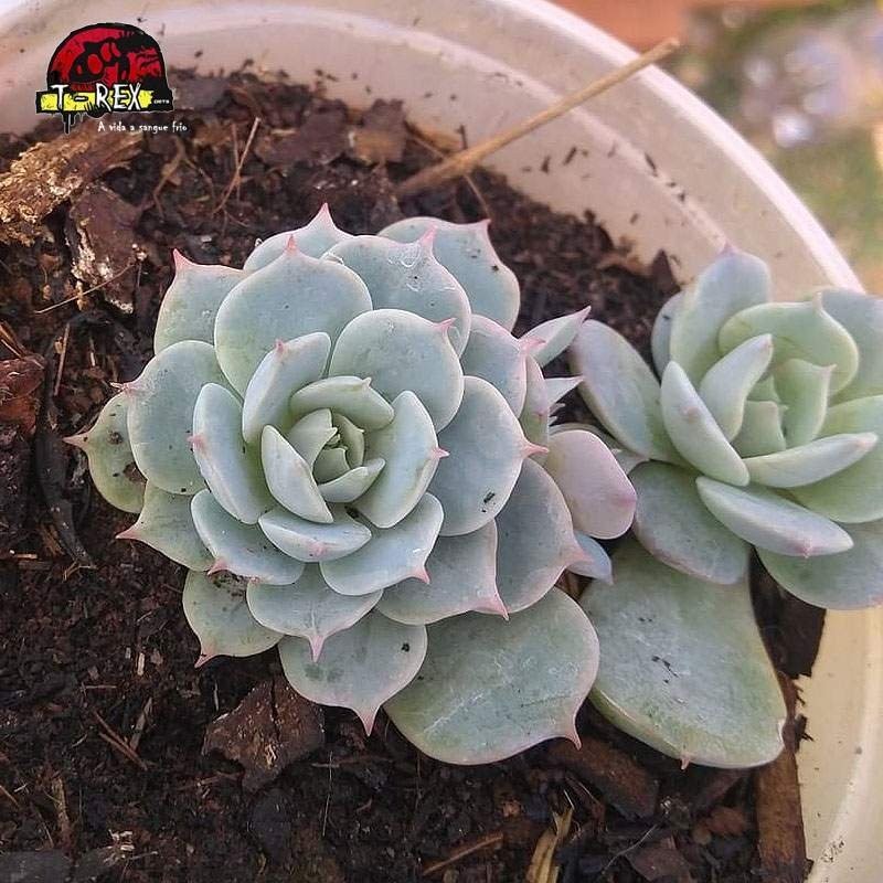 comprar suculenta echeveria deresina