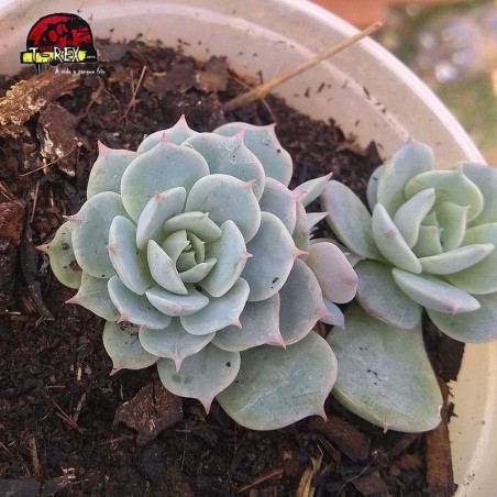 comprar suculenta echeveria deresina