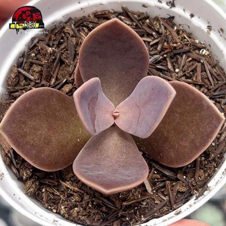 comprar suculenta lenophyllum obtusum