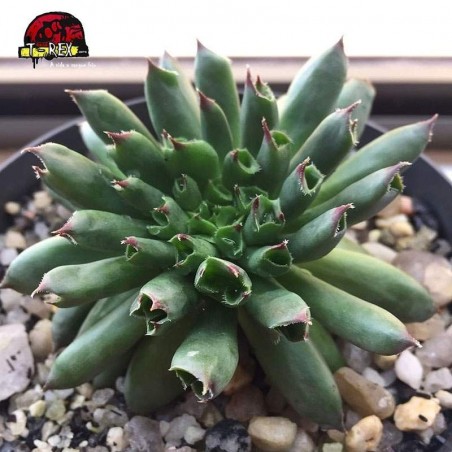 comprar suculenta sempervivum oddity