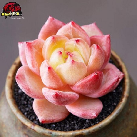 muda de suculenta raridade